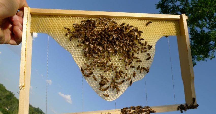 Včely staví plástev