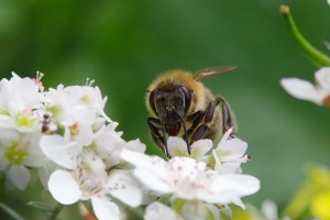 Jak manukový med prospívá našemu zdraví?