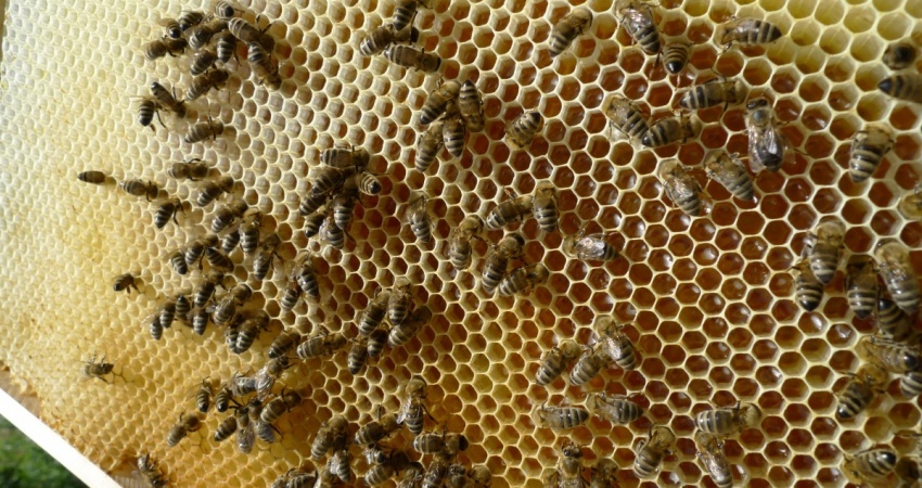 Včelí plást